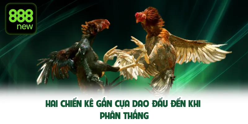 Hai chiến kê gắn cựa dao đấu đến khi phân thắng.